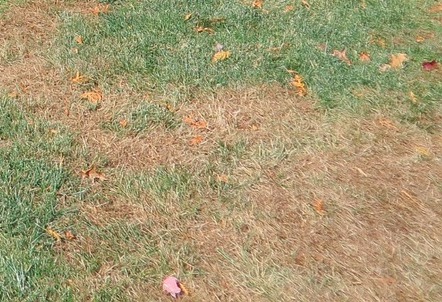 Patch of dead grass