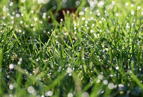 Green grass with water droplets