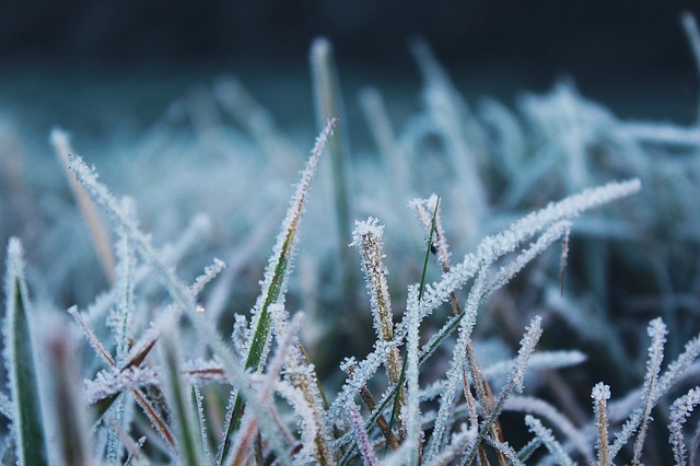 Grass covered in frost